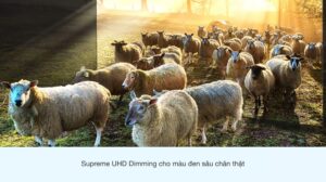 qled-4k-samsung-qa75q65a-040821-0650040_35fc349cad7645c5b530ebc38cc0fd60.jpg